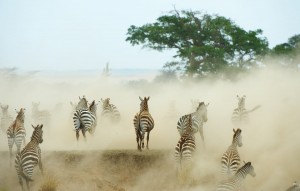 domain - zebra-afrika-carbon-free-server